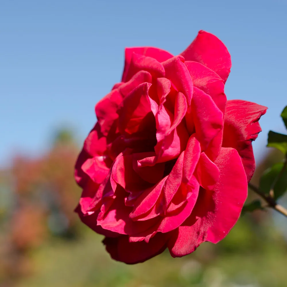 A red rose (wide)